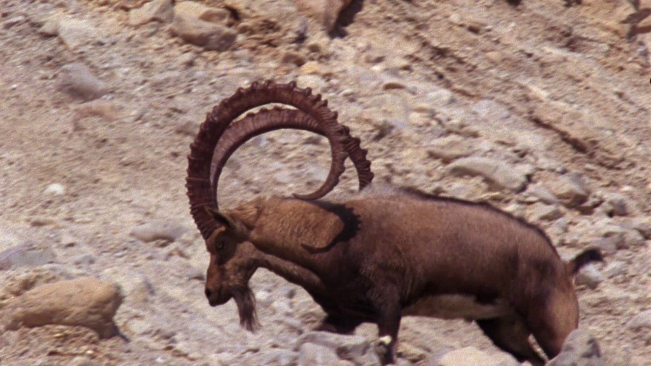 Planeta Terra 05 Desertos – Parte 13