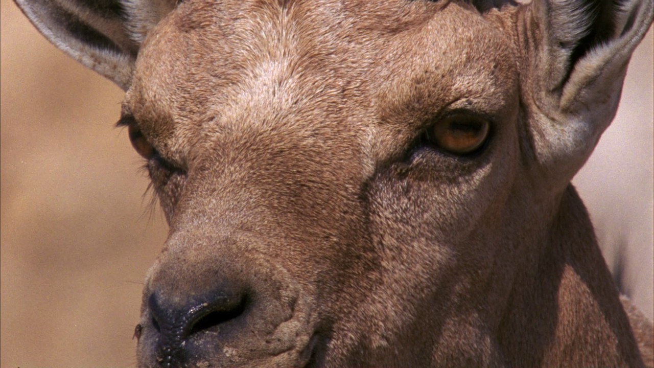 Planeta Terra 05 Desertos – Parte 12