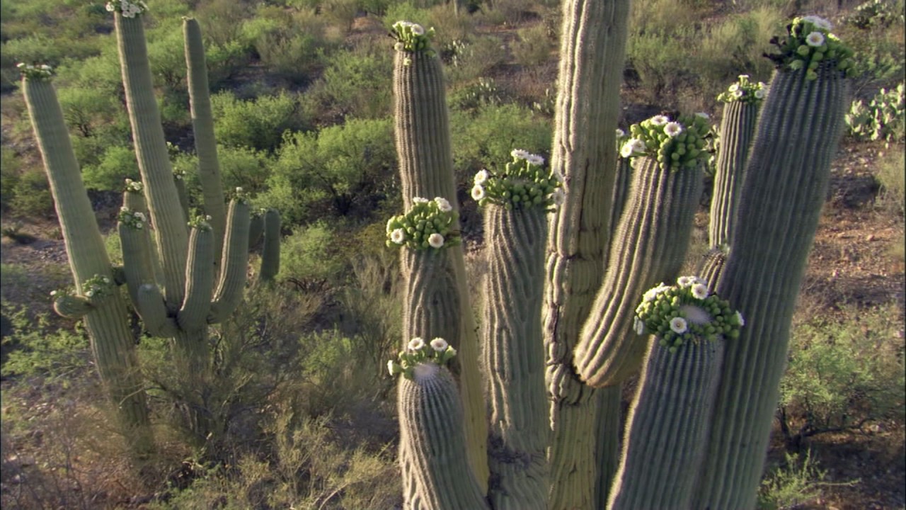 Planeta Terra 05 Desertos – Parte 11