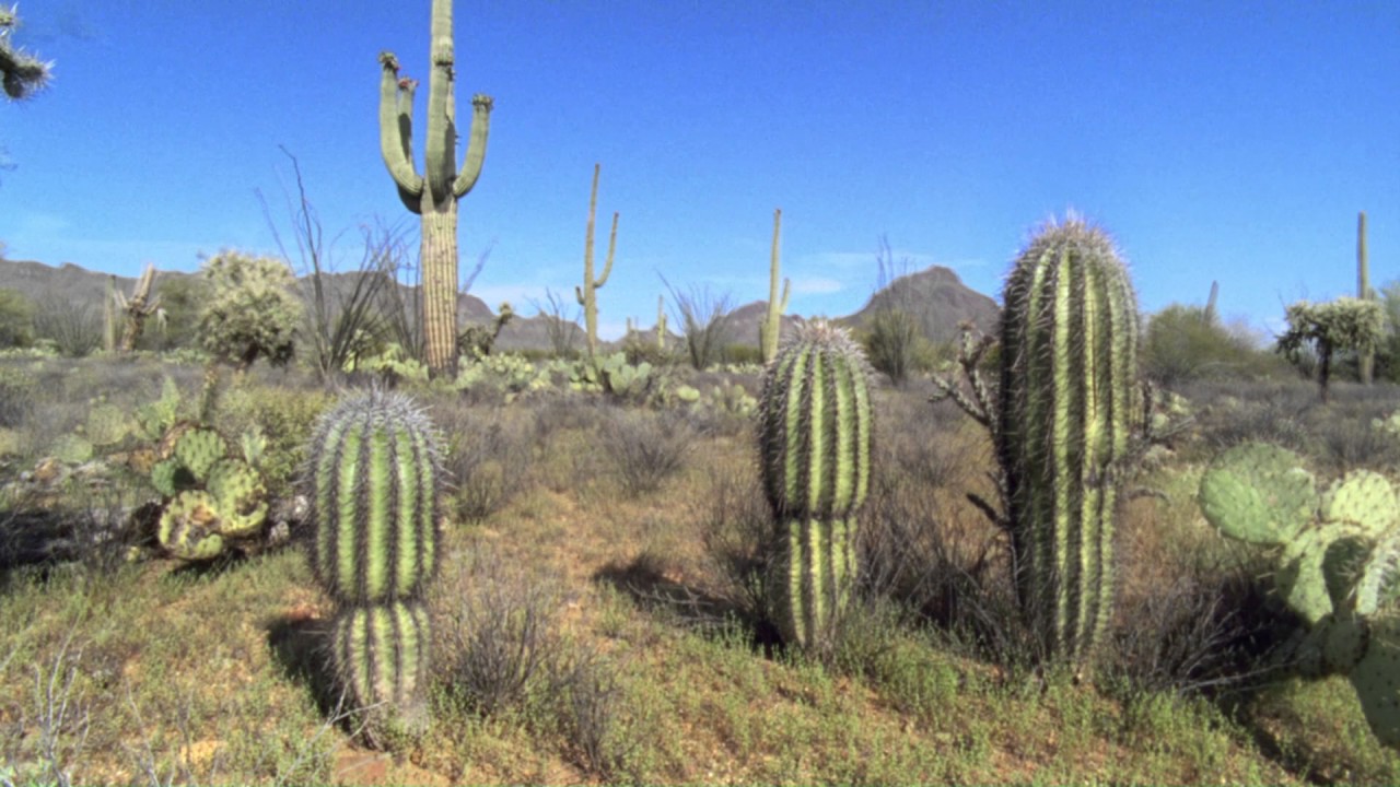 Planeta Terra 05 Desertos – Parte 10