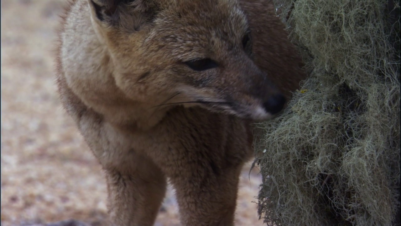 Planeta Terra 05 Desertos – Parte 09