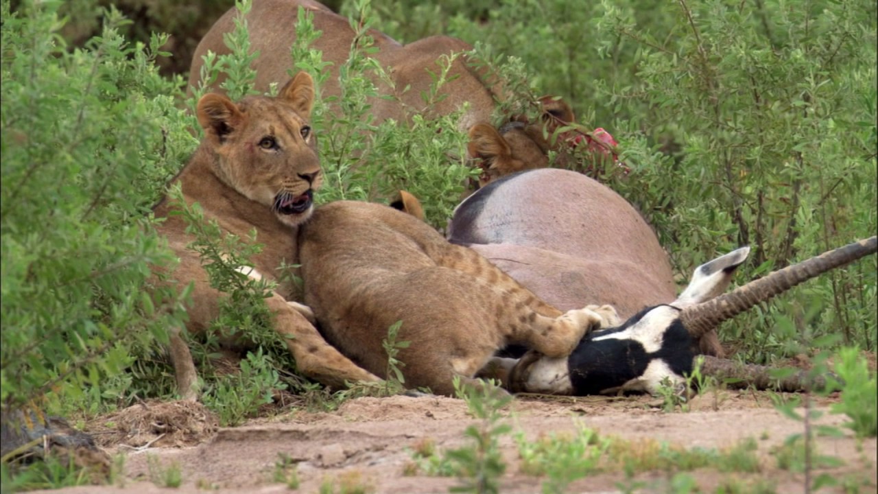 Planeta Terra 05 Desertos – Parte 18