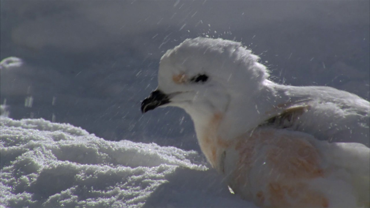 Planeta Terra 06 Mundos De Gelo – Parte 03