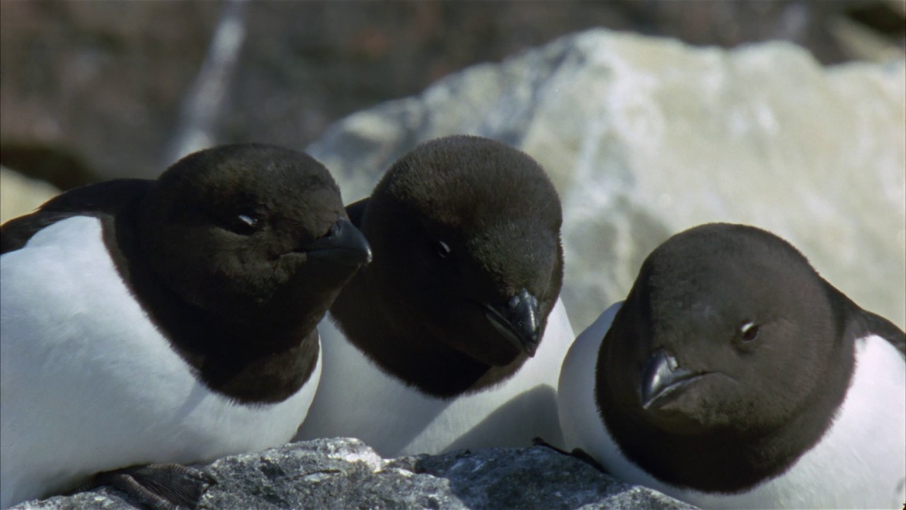 Planeta Terra 06 Mundos De Gelo – Parte 12