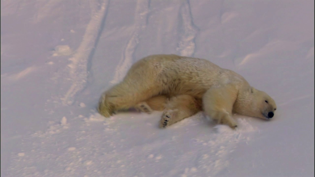 Planeta Terra 06 Mundos De Gelo – Parte 10