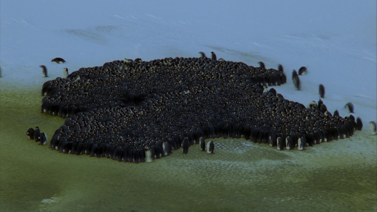 Planeta Terra 06 Mundos De Gelo – Parte 07