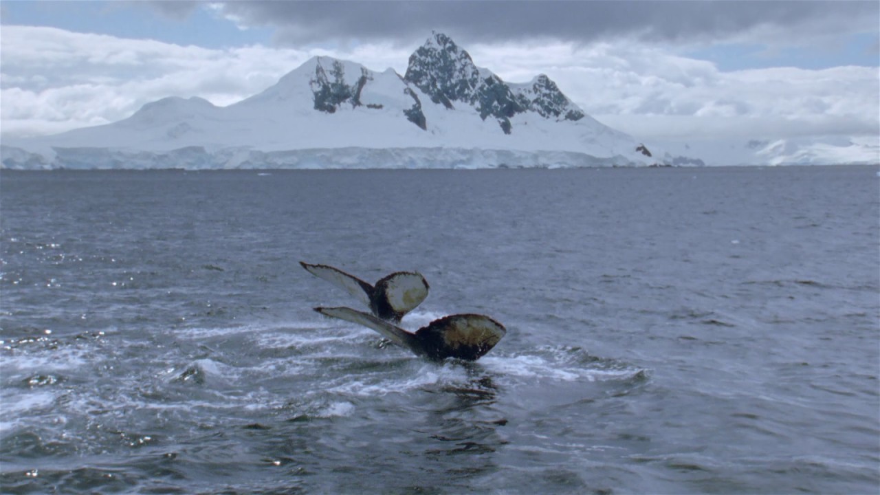 Planeta Terra 06 Mundos De Gelo – Parte 02