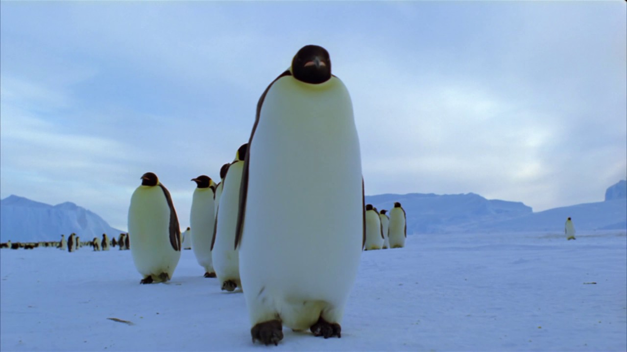 Planeta Terra 06 Mundos De Gelo – Parte 05