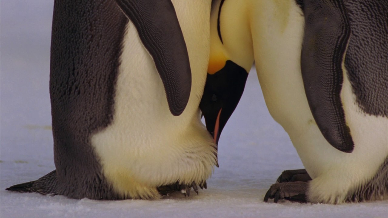 Planeta Terra 06 Mundos De Gelo – Parte 18