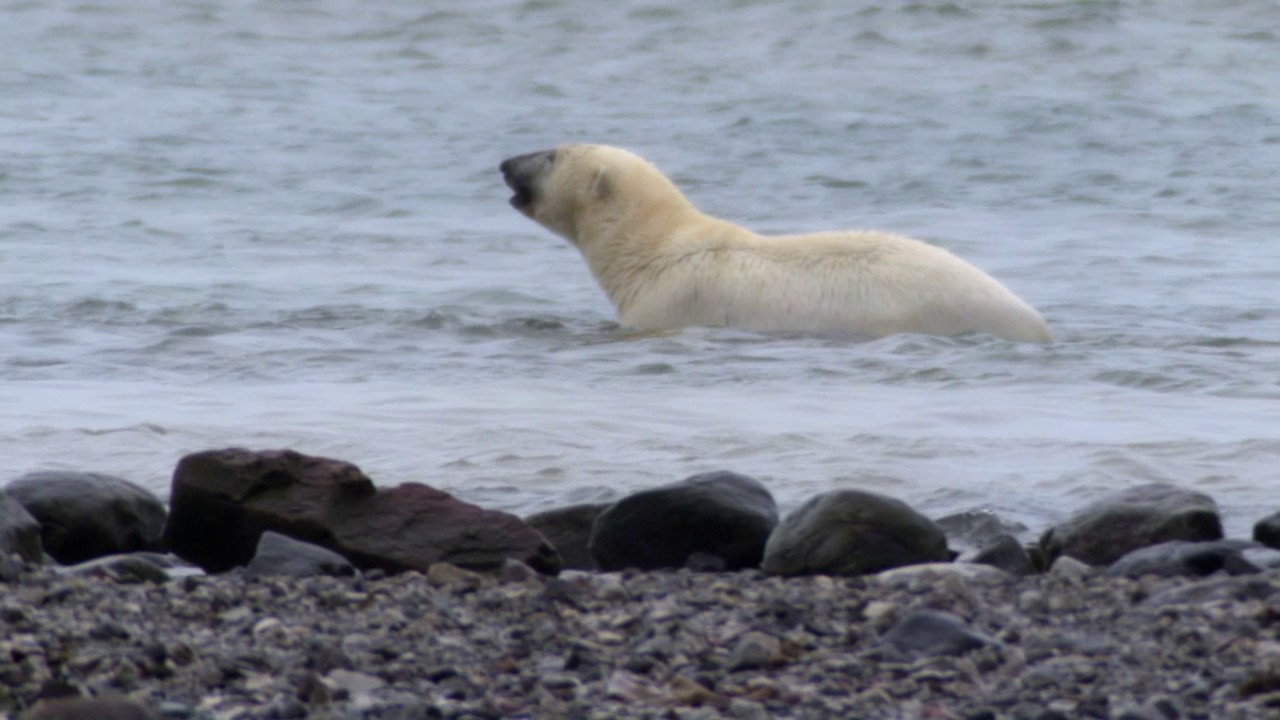Planeta Terra 06 Mundos De Gelo – Parte 16
