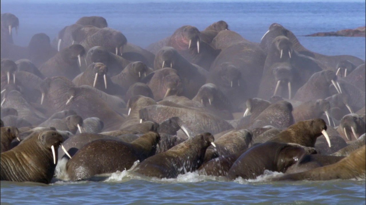 Planeta Terra 06 Mundos De Gelo – Parte 14