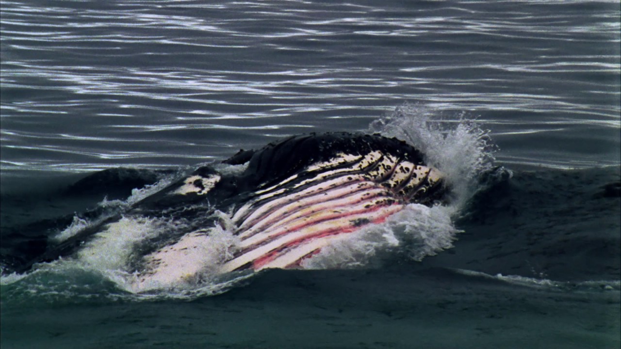 Planeta Terra 06 Mundos De Gelo – Parte 04