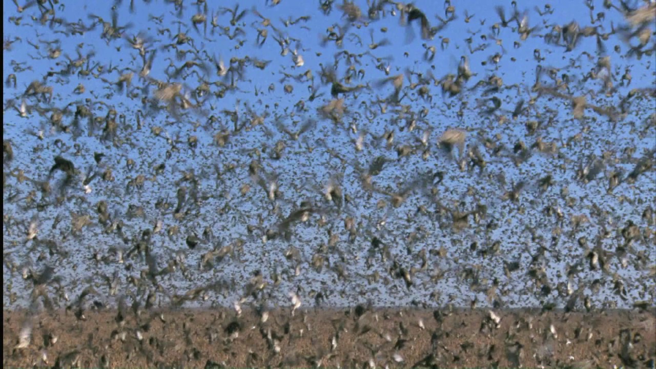 Planeta Terra 07 Grandes Planícies – Parte 03