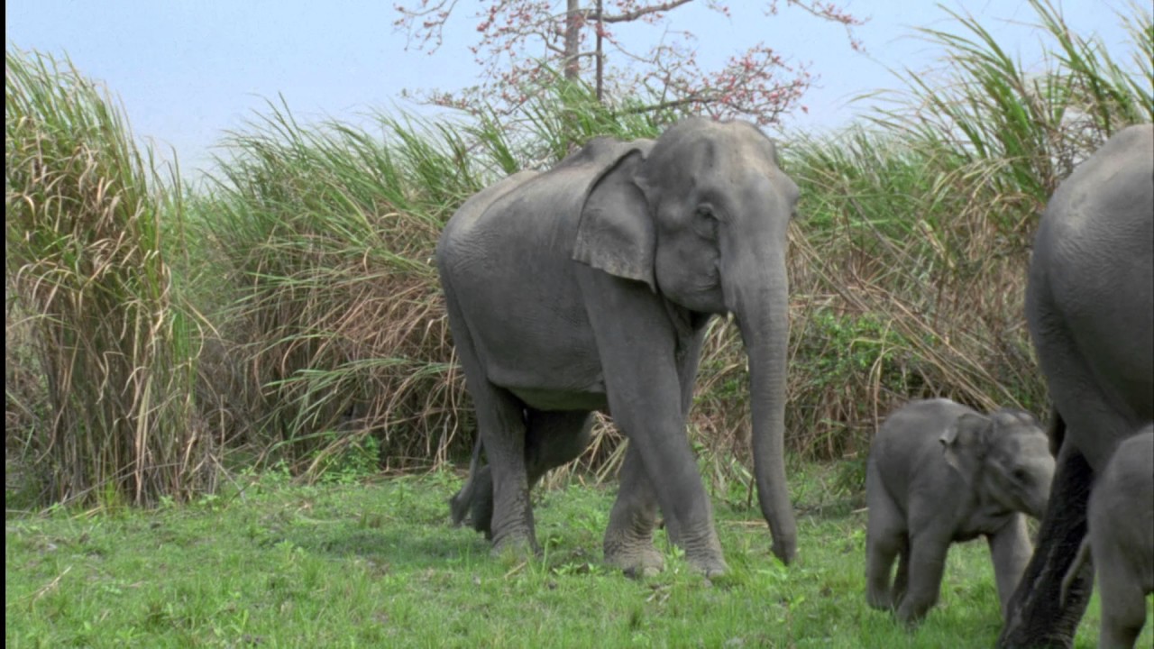 Planeta Terra 07 Grandes Planícies – Parte 14