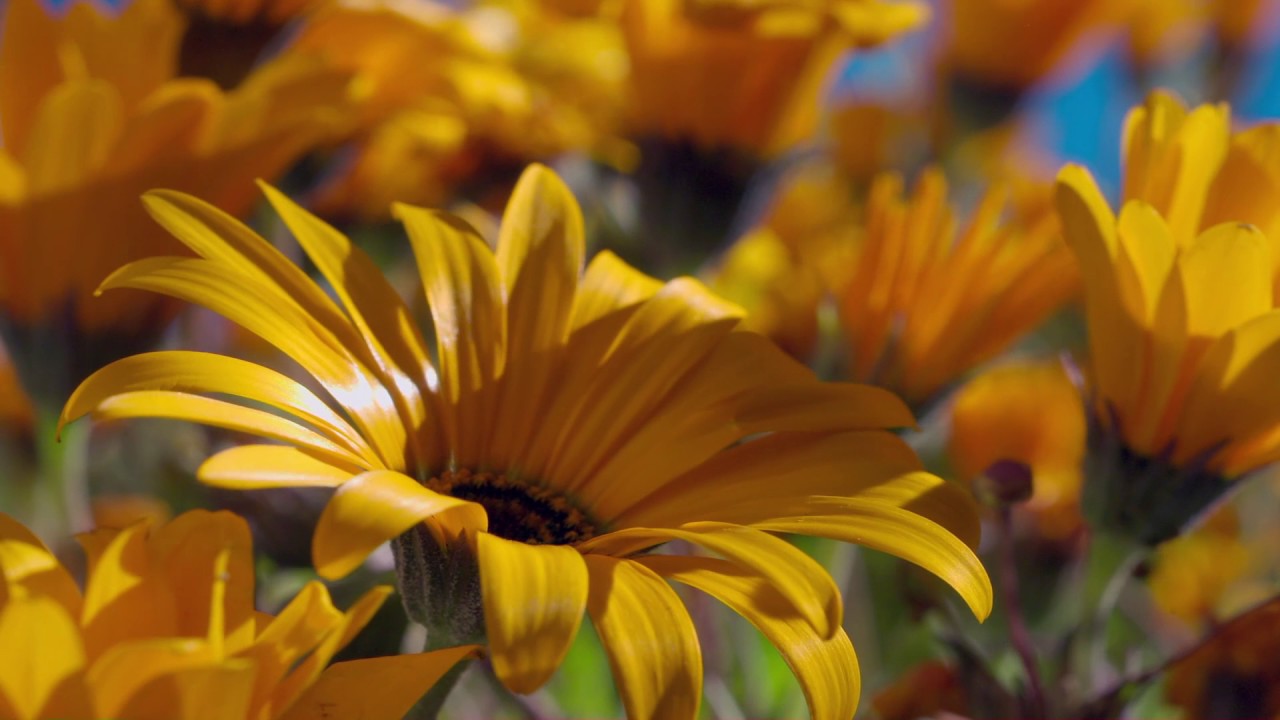 Planeta Terra 07 Grandes Planícies – Parte 11