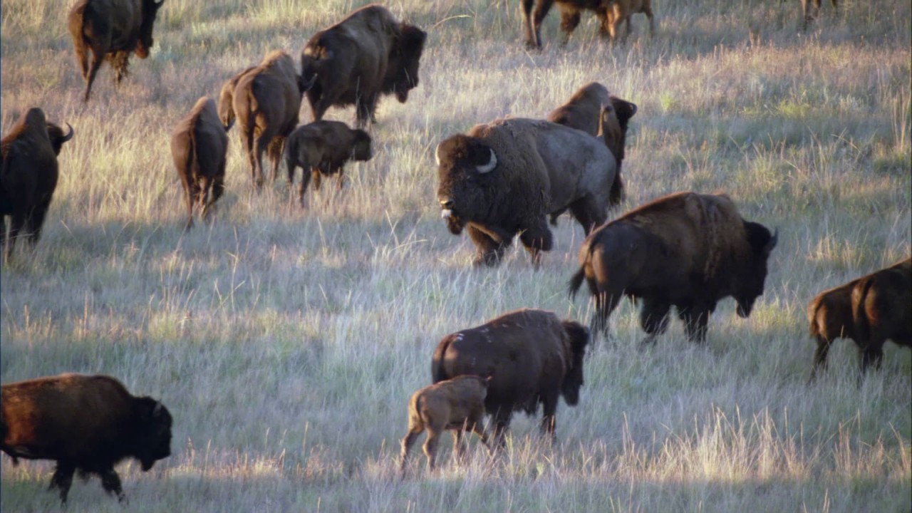 Planeta Terra 07 Grandes Planícies – Parte 10