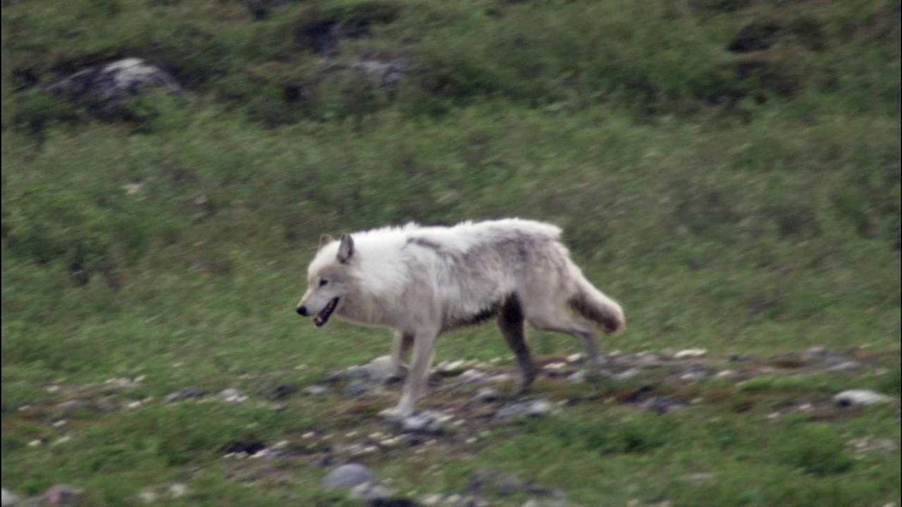 Planeta Terra 07 Grandes Planícies – Parte 07