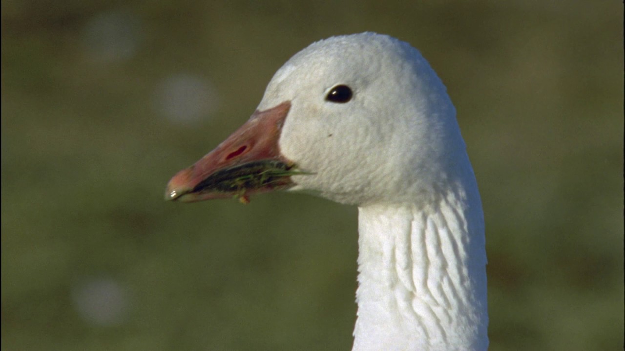 Planeta Terra 07 Grandes Planícies – Parte 06