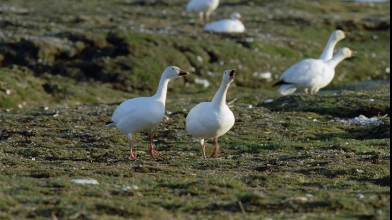 Planeta Terra 07 Grandes Planícies – Parte 05