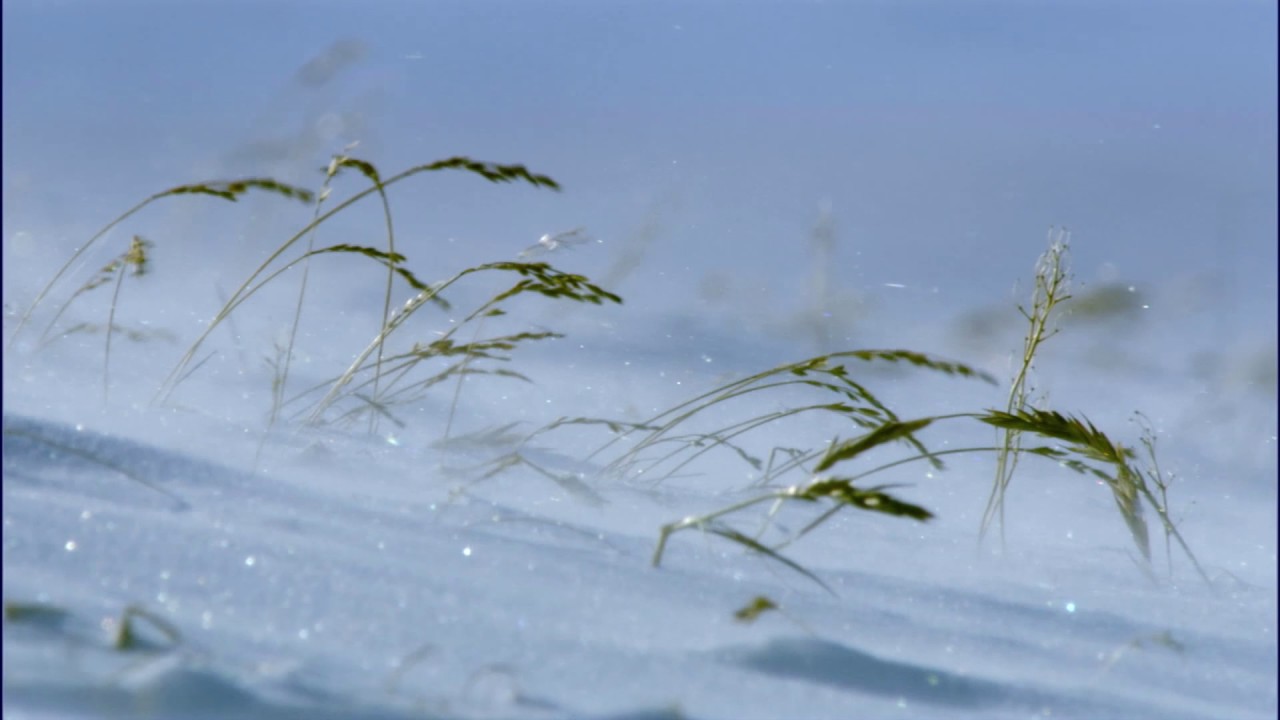 Planeta Terra 07 Grandes Planícies – Parte 04