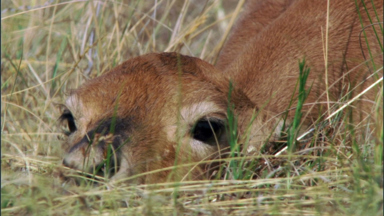 Planeta Terra 07 Grandes Planícies – Parte 02