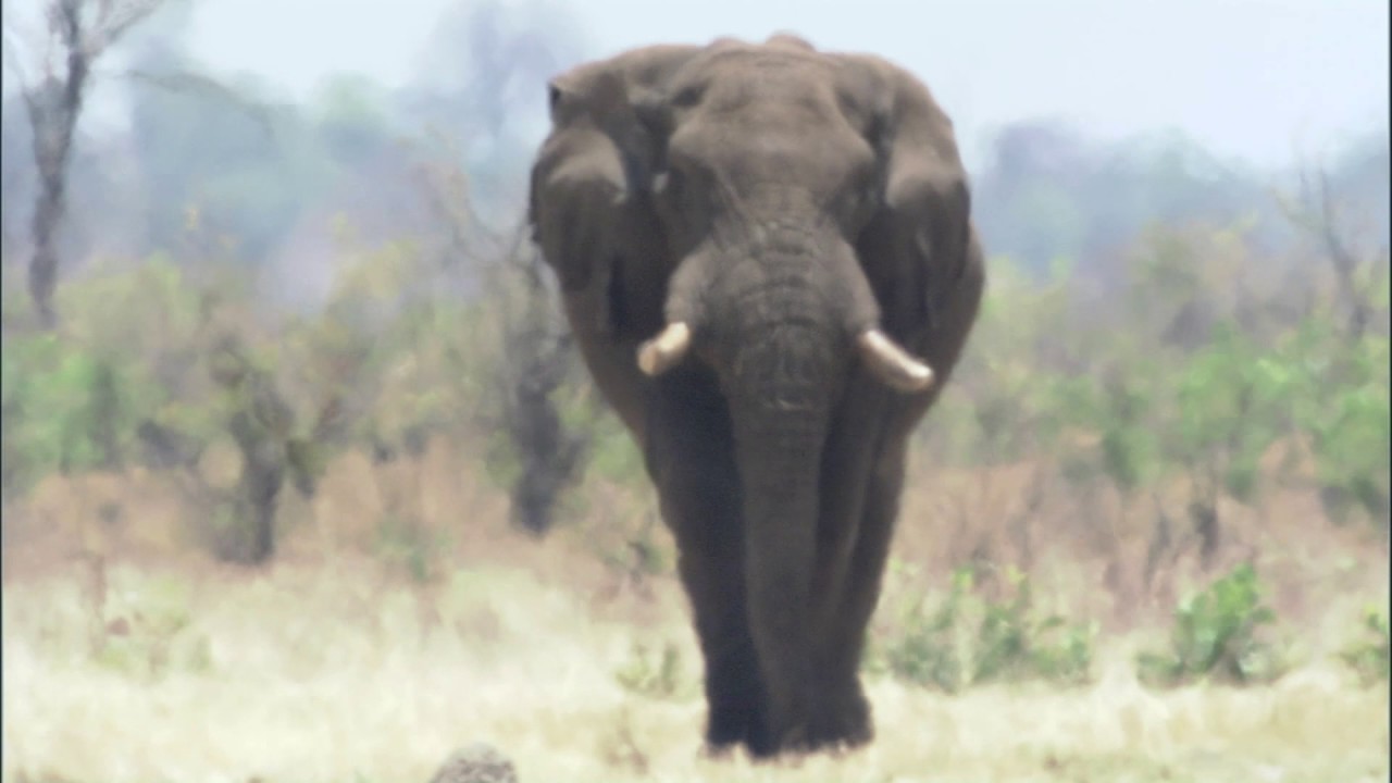 Planeta Terra 07 Grandes Planícies – Parte 15