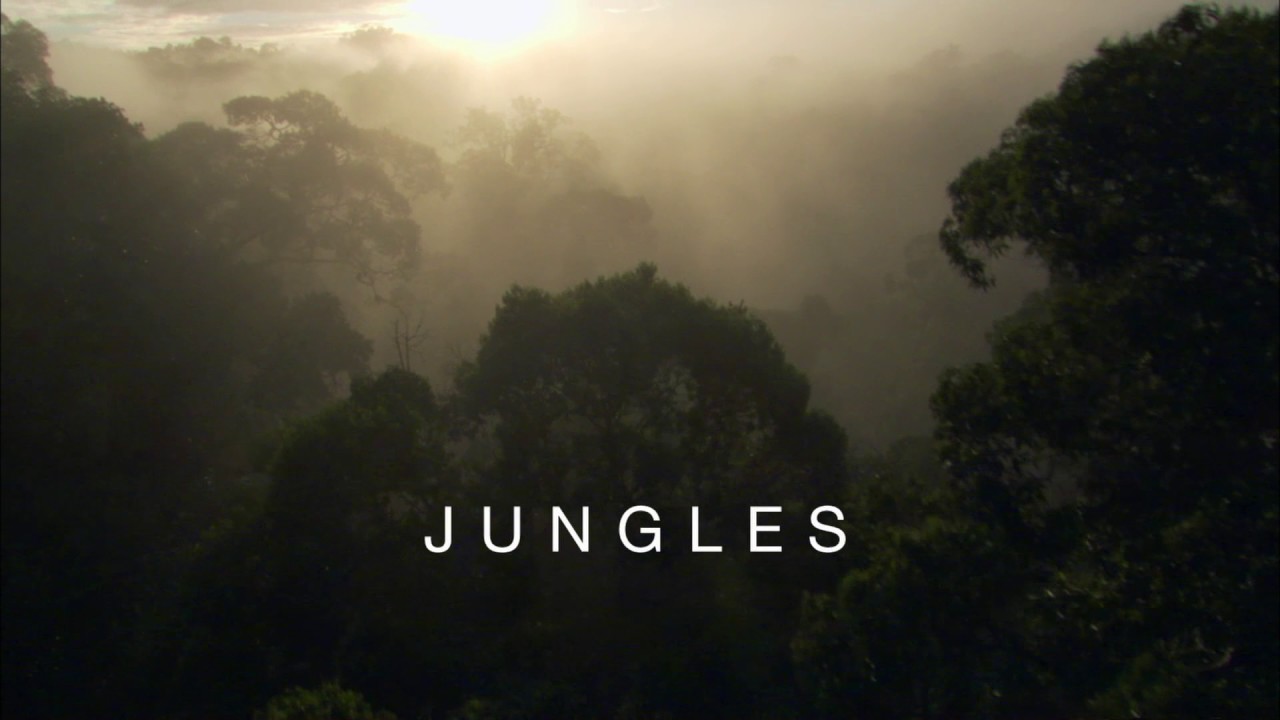 Planeta Terra 08 Selvas – Parte 01