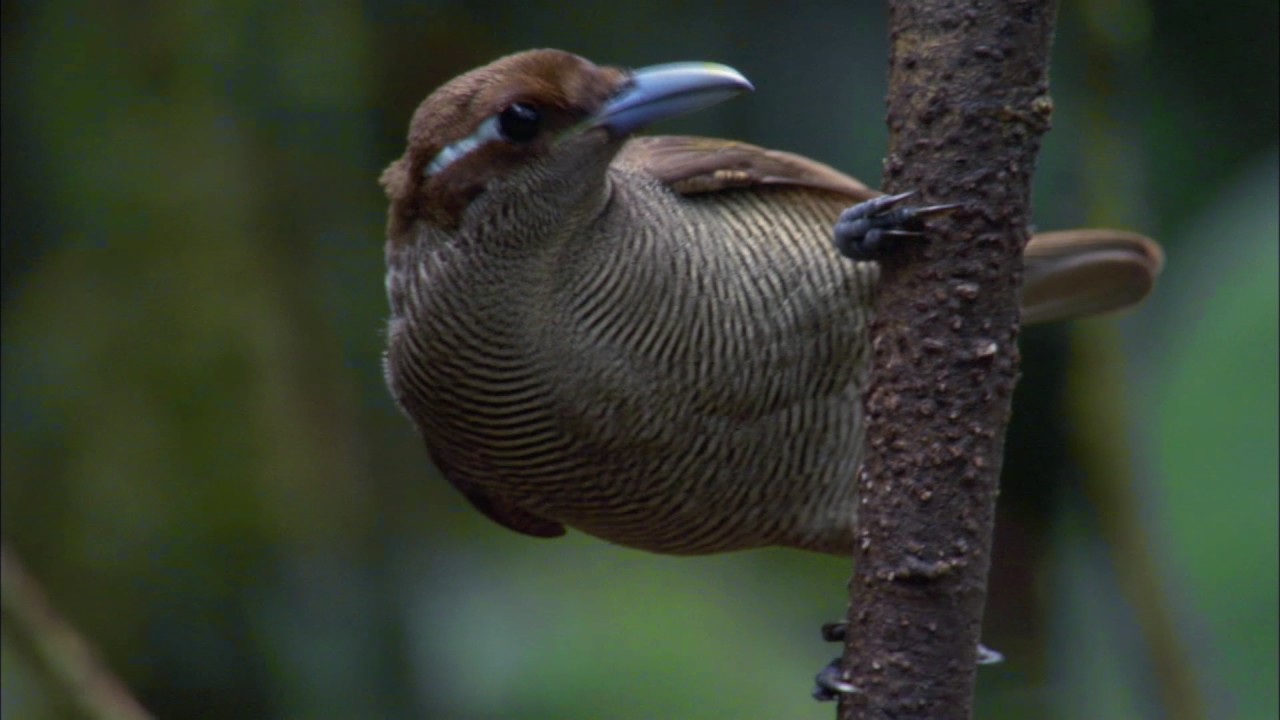 Planeta Terra 08 Selvas – Parte 02