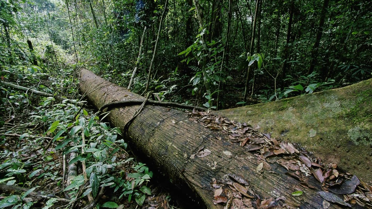 Planeta Terra 08 Selvas – Parte 04