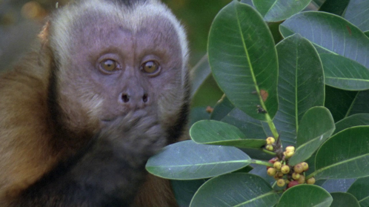 Planeta Terra 08 Selvas – Parte 06