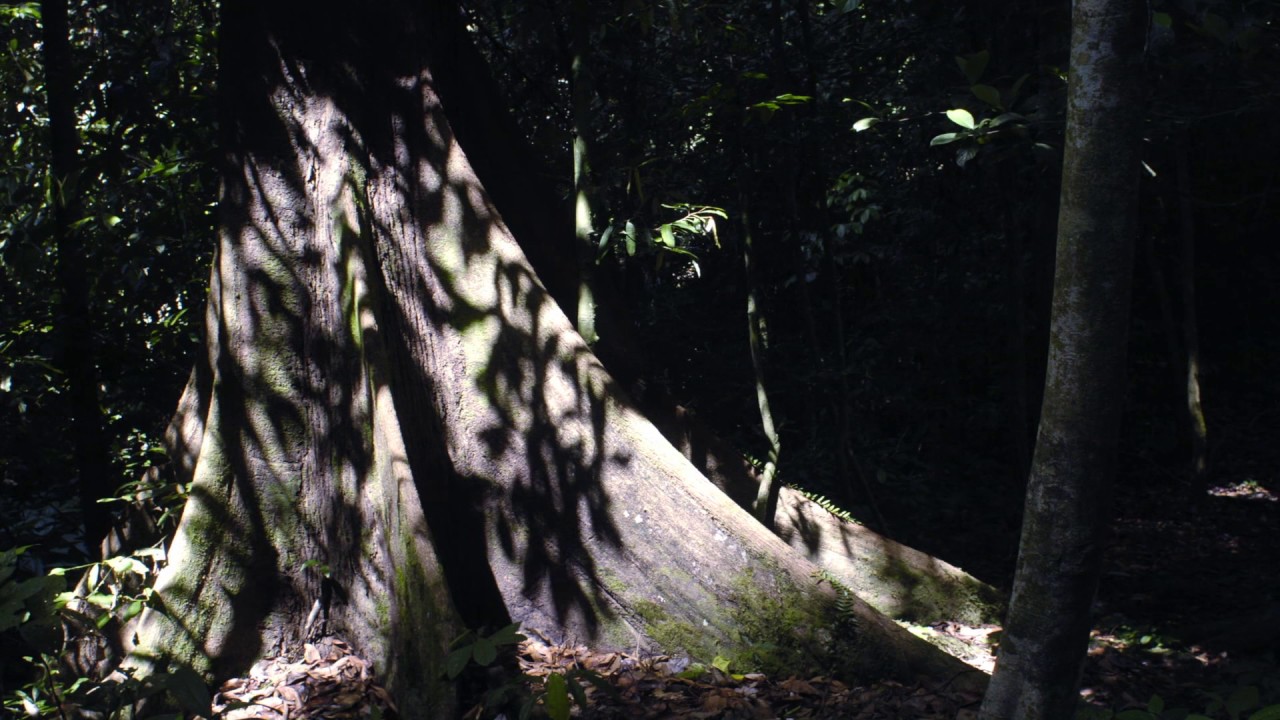 Planeta Terra 08 Selvas – Parte 07