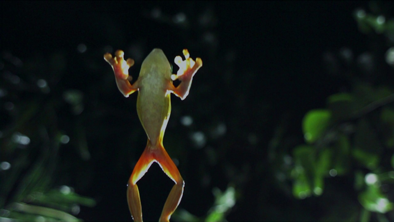 Planeta Terra 08 Selvas – Parte 08