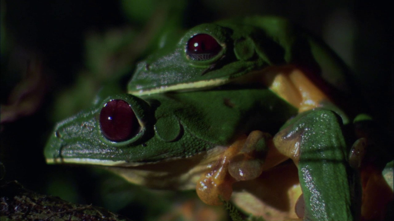 Planeta Terra 08 Selvas – Parte 09