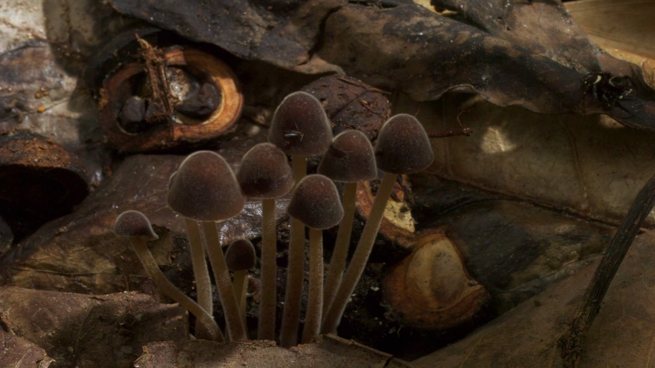 Planeta Terra 08 Selvas – Parte 11