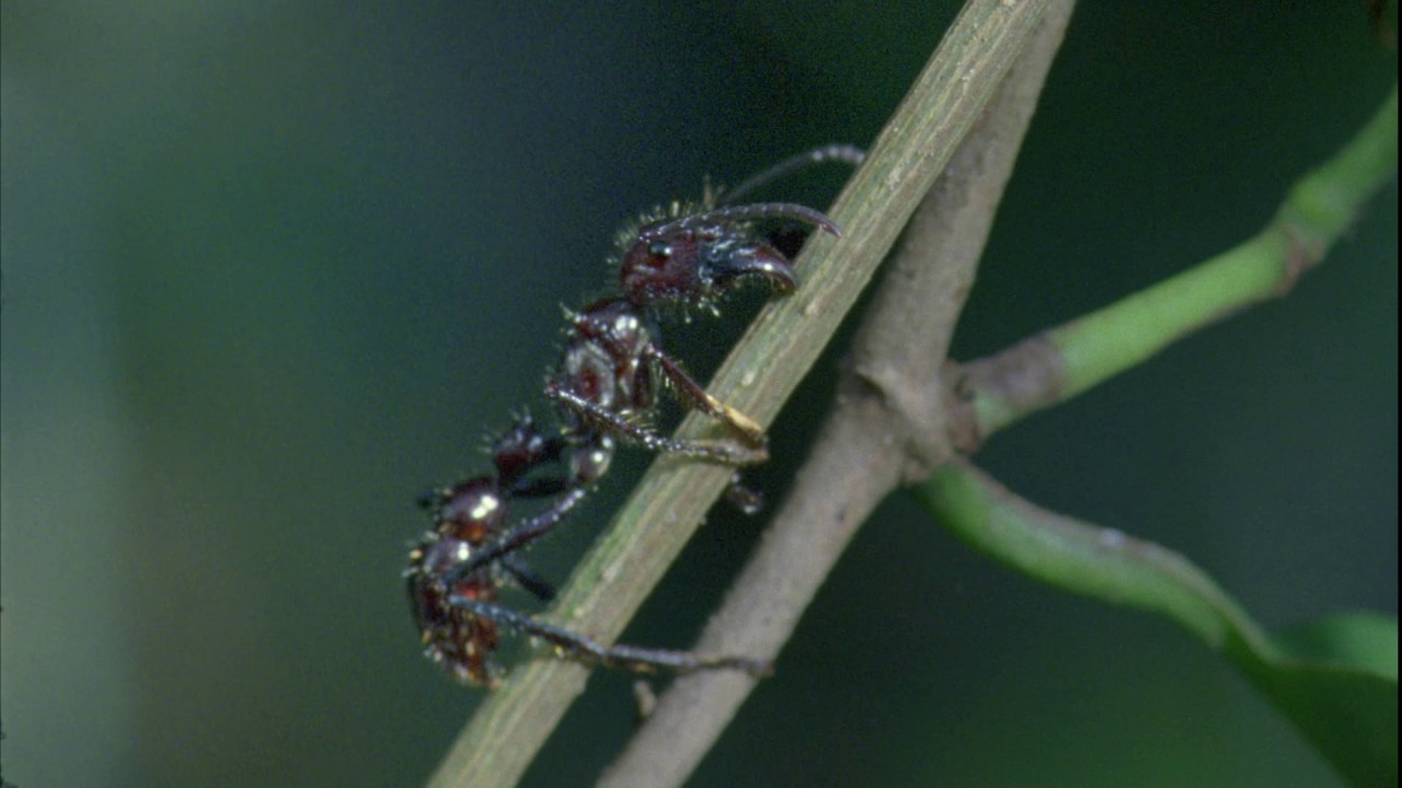 Planeta Terra 08 Selvas – Parte 12