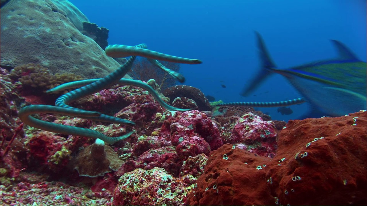 Planeta Terra 09 Mares Rasos – Parte 05