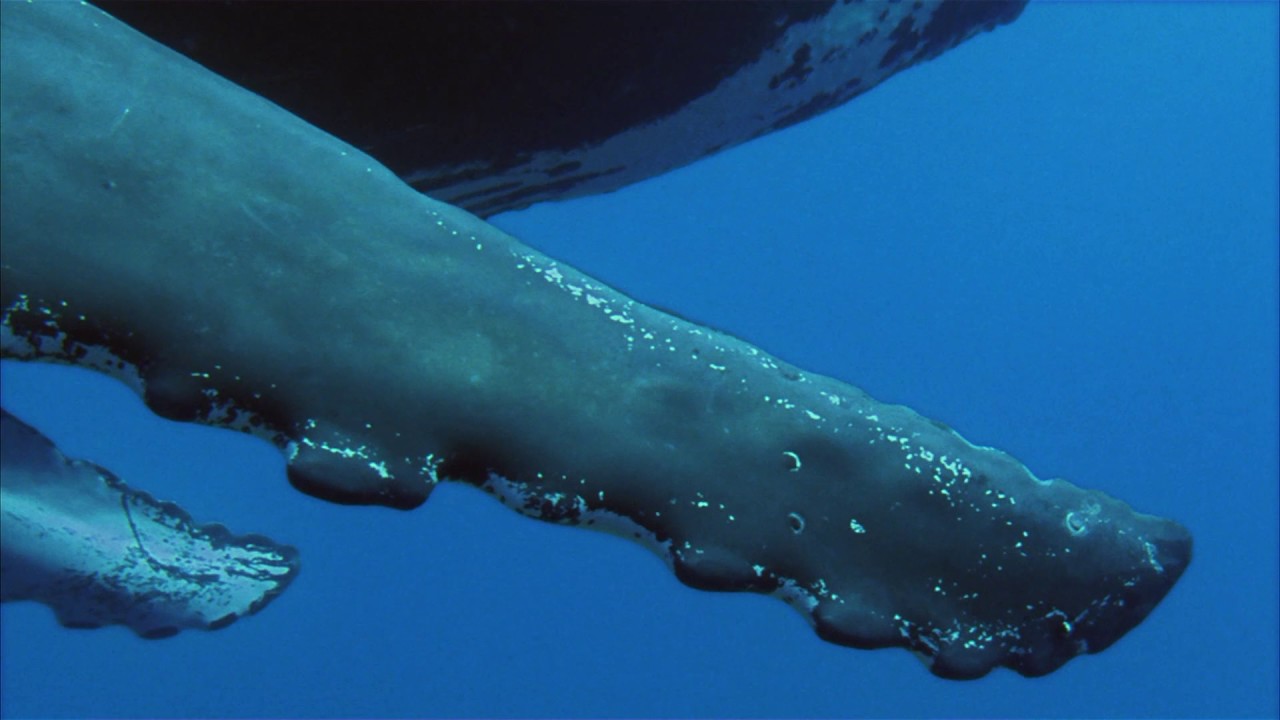 Planeta Terra 09 Mares Rasos – Parte 01